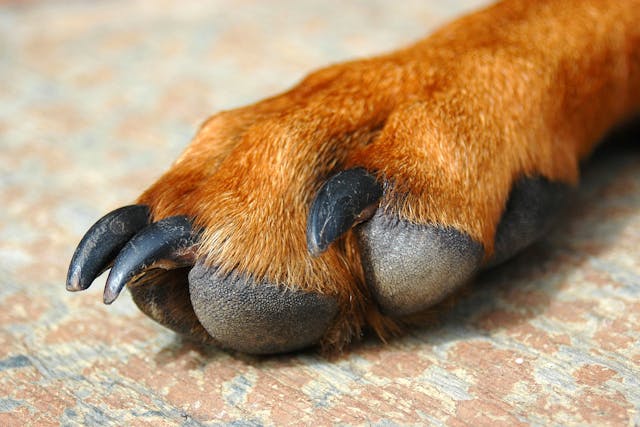 Inflammation of the Paws in Dogs - Symptoms, Causes, Diagnosis, Treatment, Recovery, Management, Cost