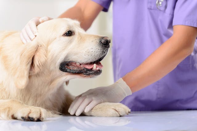 Inflammation of the Skin Blood Vessels in Dogs - Symptoms, Causes, Diagnosis, Treatment, Recovery, Management, Cost