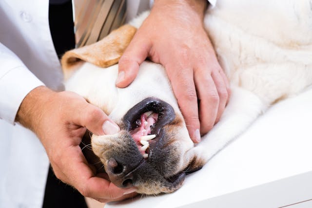 Inflammation of the Soft Tissues in the Mouth in Dogs - Symptoms, Causes, Diagnosis, Treatment, Recovery, Management, Cost