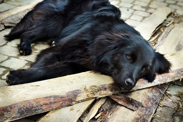 Inflammatory Bowel Disease In Dogs Symptoms Causes Diagnosis Treatment Recovery Management Cost Inflammatory Bowel Disease In Dogs Symptoms Causes Diagnosis Treatment Recovery Management Cost