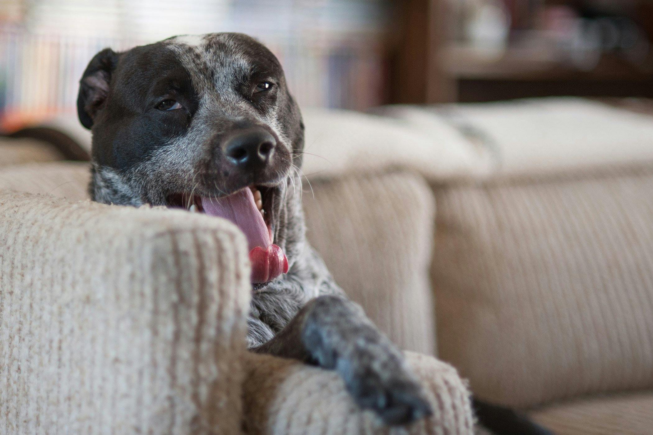 can neutered dogs still knot