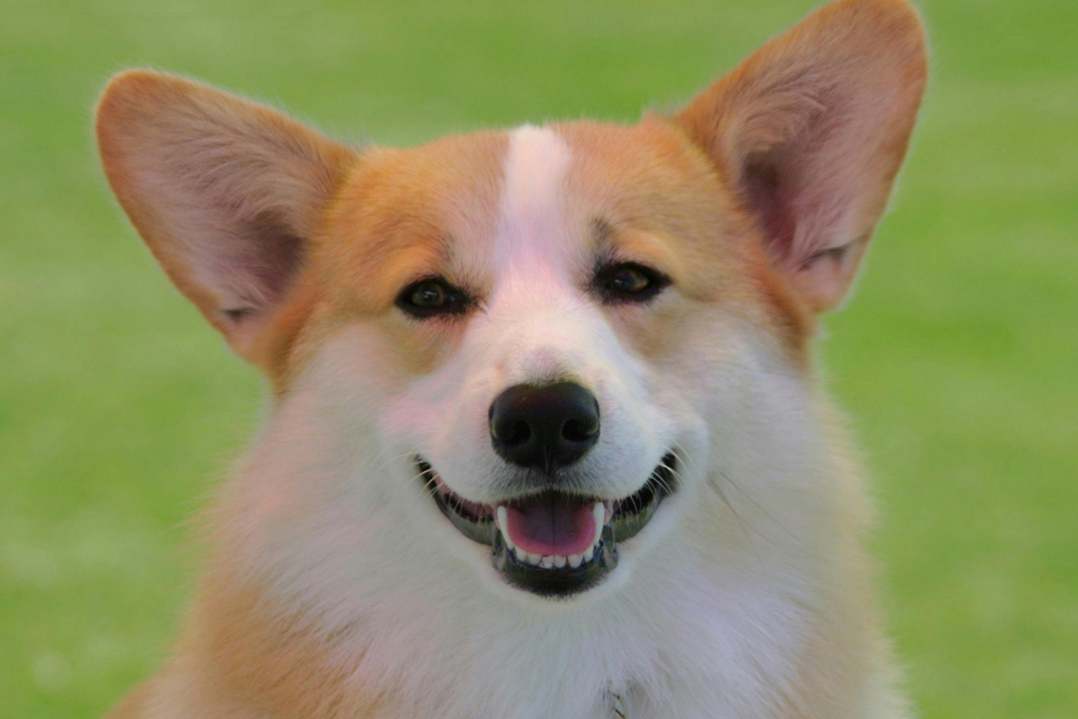 Зубы корги