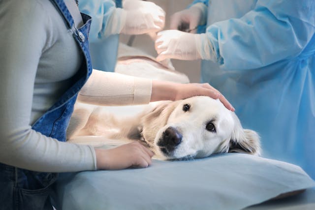 Intestinal Biopsy in Dogs - Conditions Treated, Procedure, Efficacy, Recovery, Cost, Considerations, Prevention