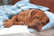 Intestinal Obstruction In Dogs Symptoms Causes Diagnosis Treatment 