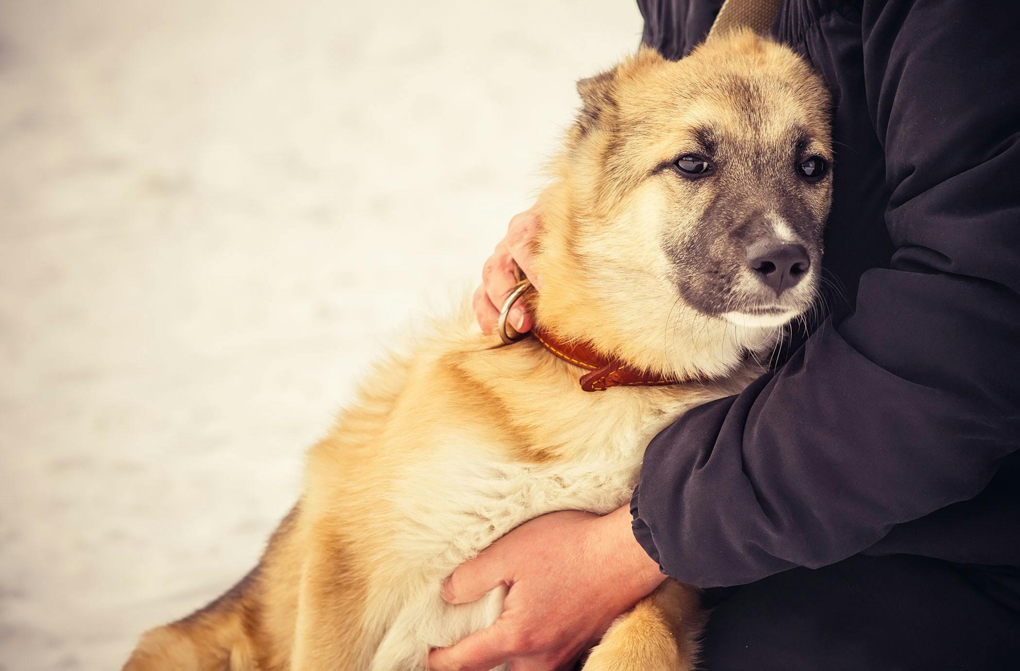 Homemade dog food for lymphangiectasia hotsell