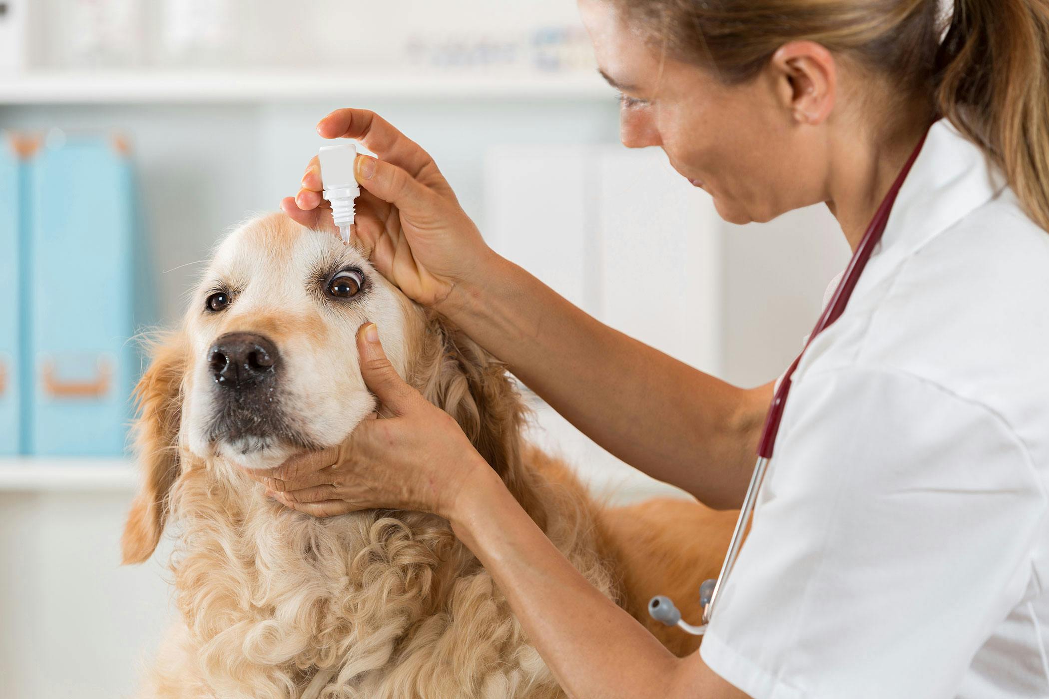 Iris Atrophy - Eye Care for Animals - Eye Care for Animals
