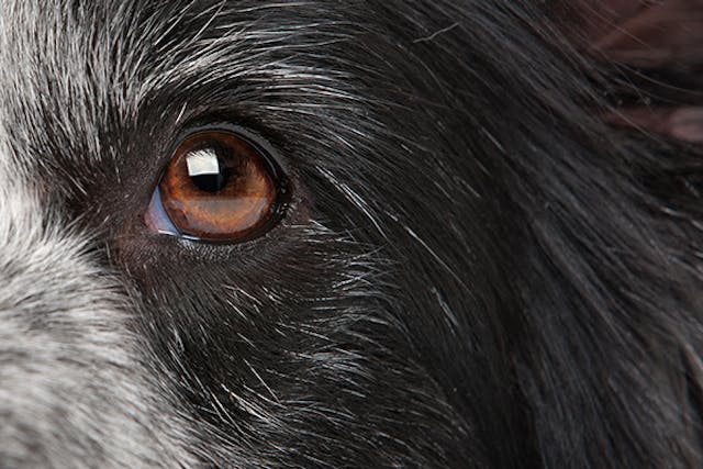 Iris Cysts in Dogs - Symptoms, Causes, Diagnosis, Treatment, Recovery, Management, Cost