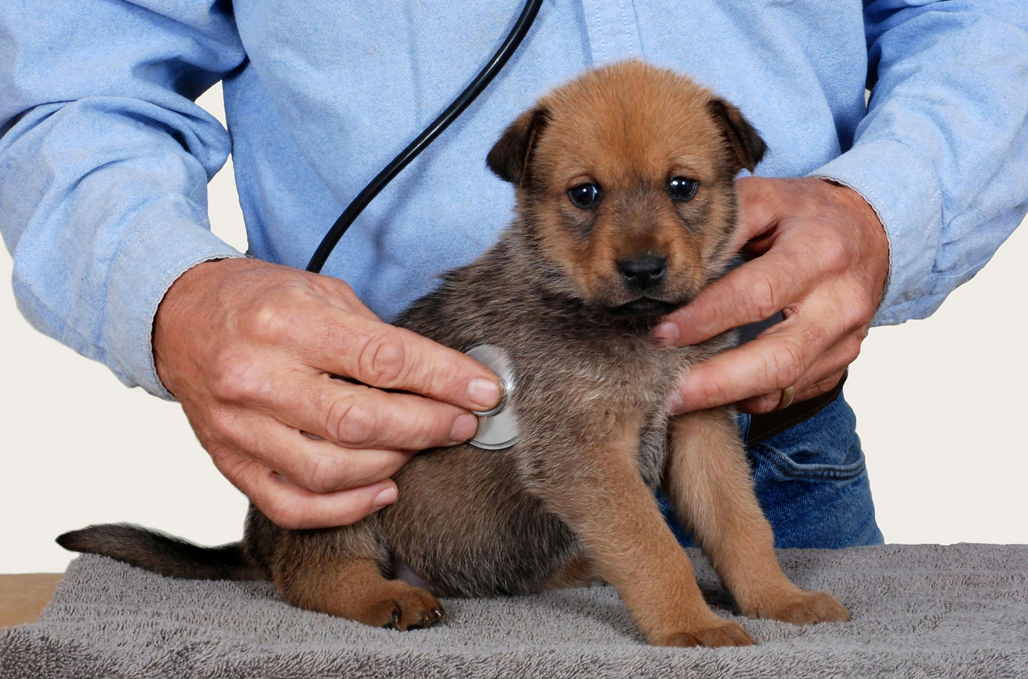 What Is An Irregular Heartbeat In Dogs