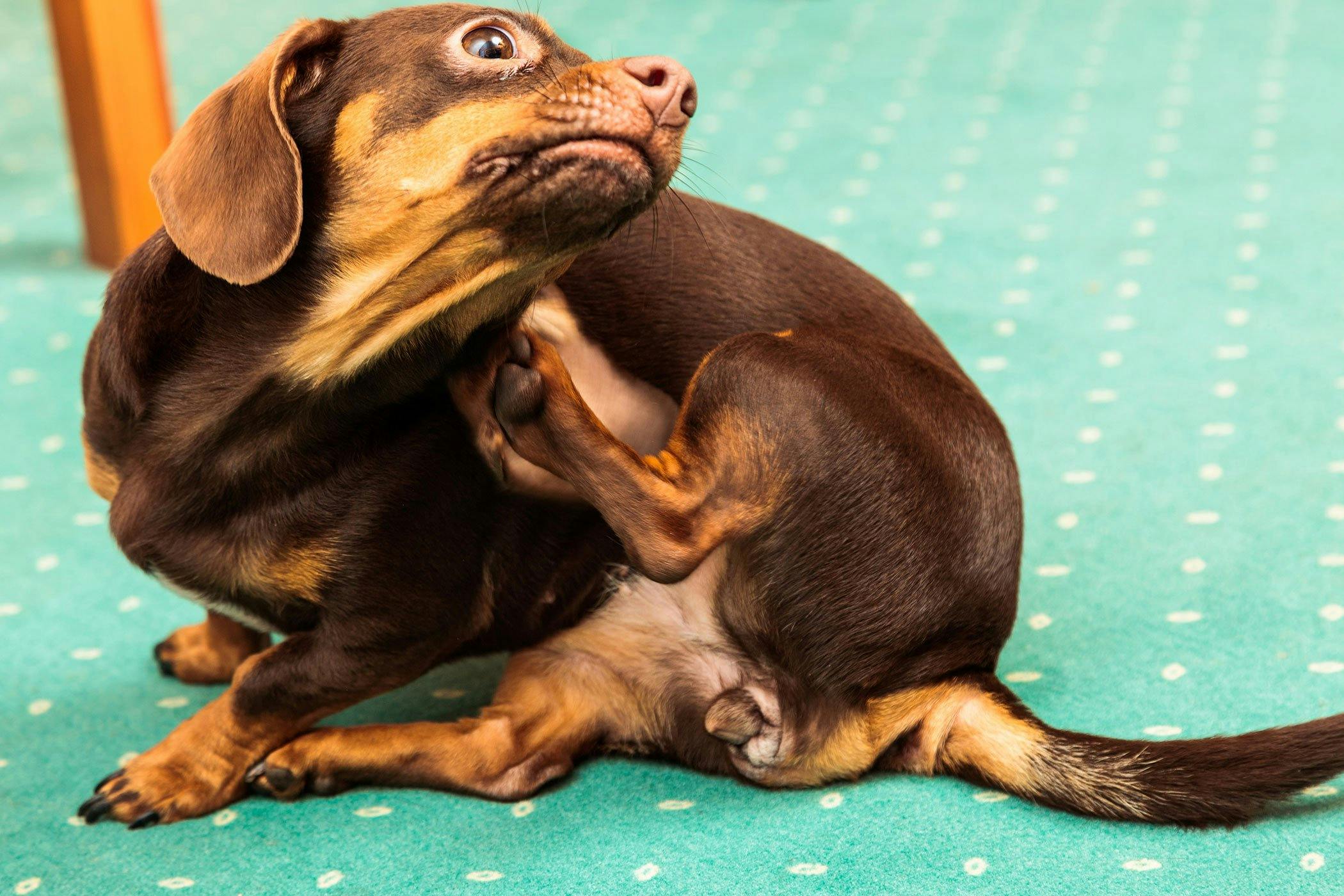 what causes dogs to itch