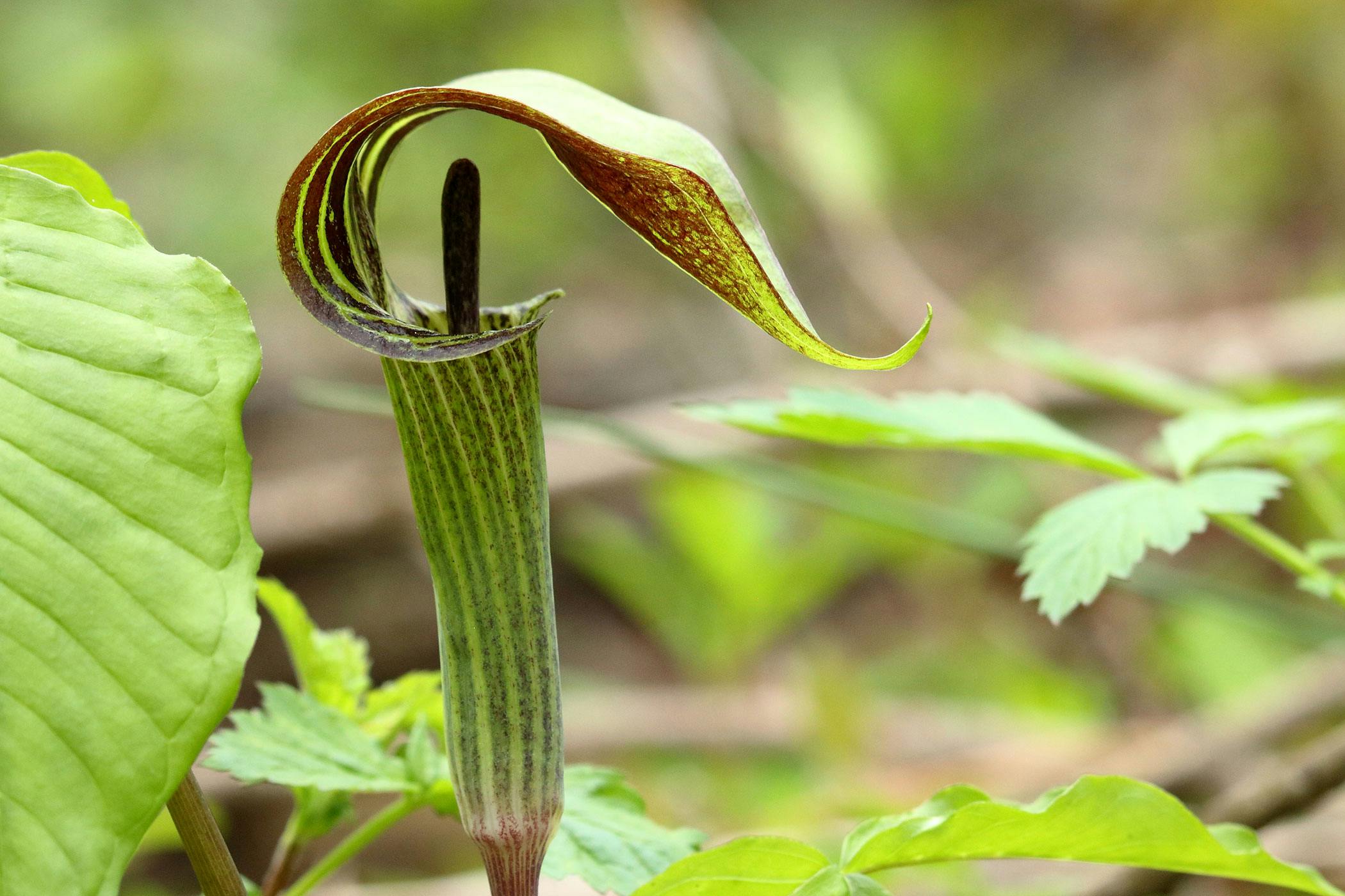 Jack-in-the-Pulpit Poisoning in Dogs - Symptoms, Causes, Diagnosis