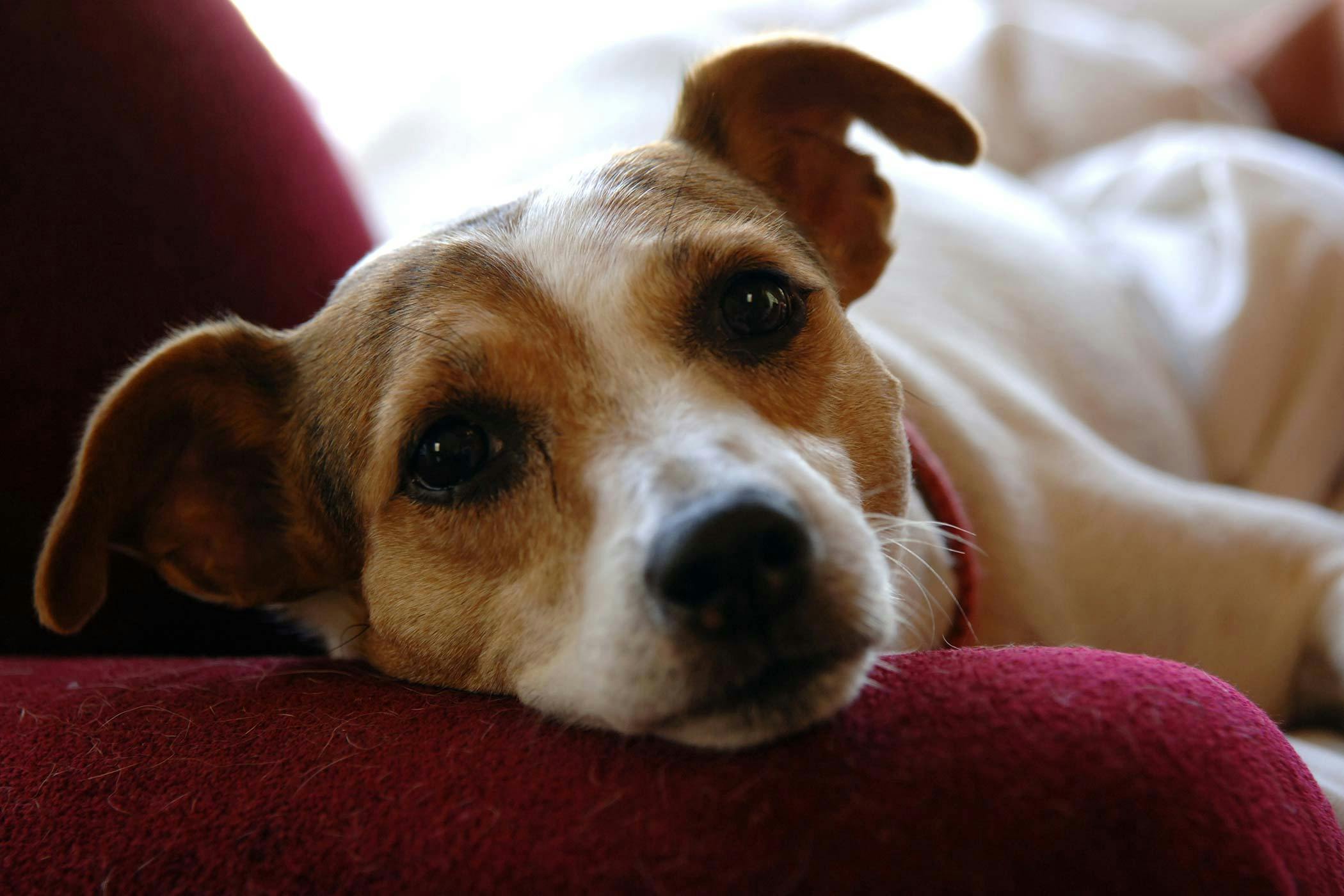 Jack Russell Terrier Allergies in Dogs - Symptoms, Causes, Diagnosis,  Treatment, Recovery, Management, Cost