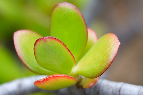 Jade Plant Poisoning in Dogs - Symptoms, Causes, Diagnosis, Treatment, Recovery, Management, Cost