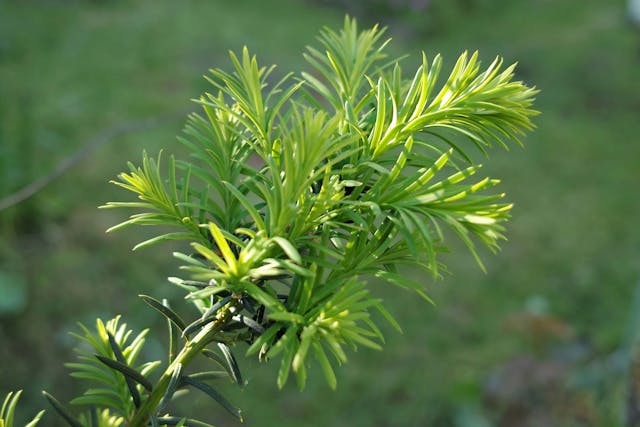 Japanese Yew Poisoning in Dogs - Symptoms, Causes, Diagnosis, Treatment, Recovery, Management, Cost