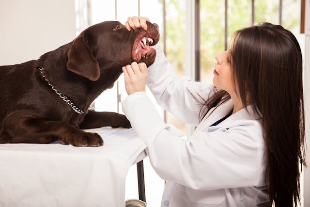 Jawbone Enlargement in Dogs - Symptoms, Causes, Diagnosis, Treatment, Recovery, Management, Cost