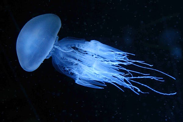 Jellyfish Stings In Dogs Symptoms Causes Diagnosis Treatment Recovery Management Cost