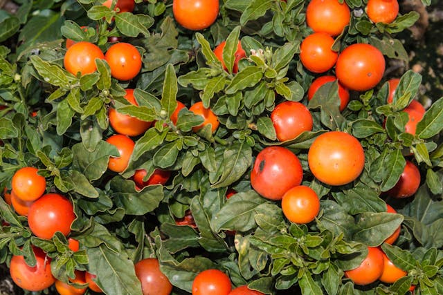 Jerusalem Cherry Poisoning In Dogs Symptoms Causes Diagnosis Treatment Recovery Management Cost Jerusalem Cherry Poisoning In Dogs Symptoms Causes Diagnosis Treatment Recovery Management Cost