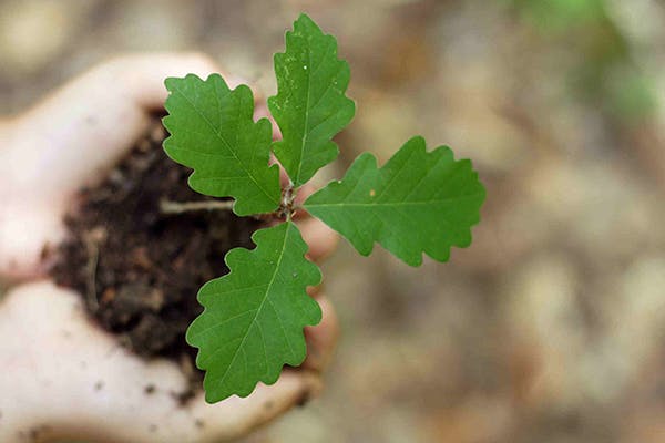 Jerusalem Oak Poisoning in Dogs - Symptoms, Causes, Diagnosis, Treatment, Recovery, Management, Cost