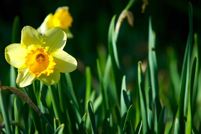 Jonquil Poisoning in Dogs - Symptoms, Causes, Diagnosis, Treatment, Recovery, Management, Cost