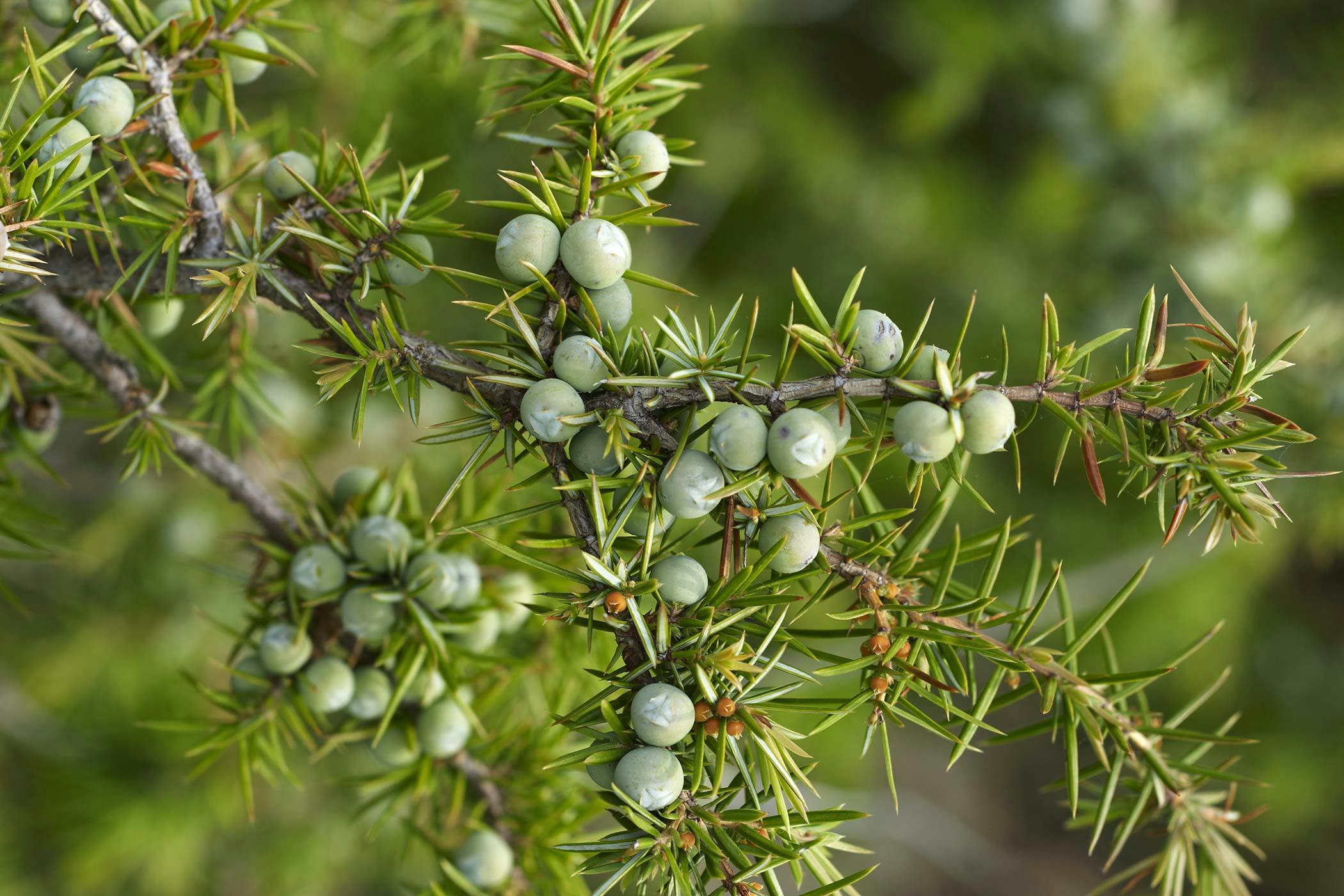 juniper toxic to dogs