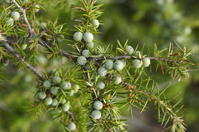 Juniper Allergies in Dogs - Symptoms, Causes, Diagnosis, Treatment, Recovery, Management, Cost