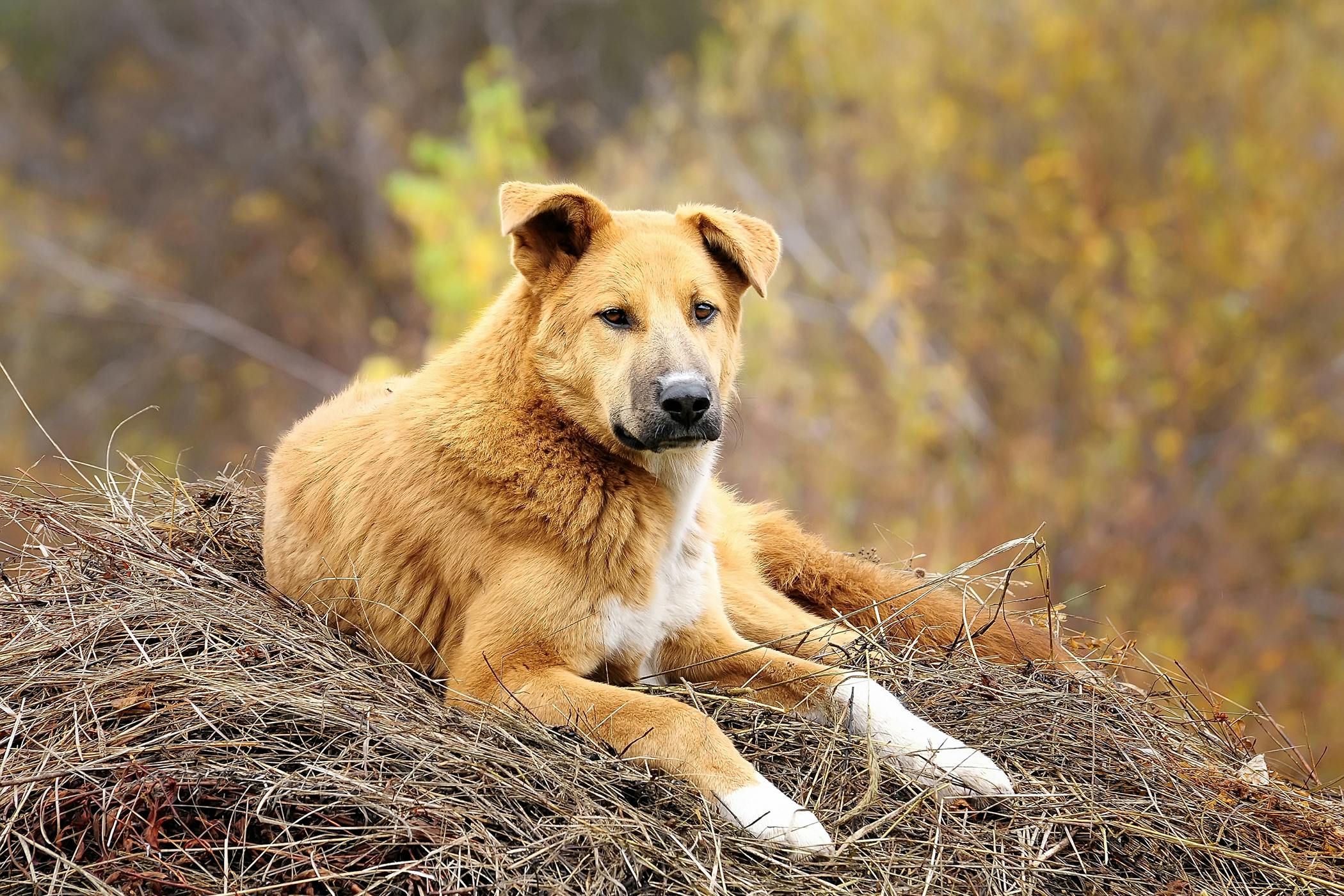 Juvenile Cellulitis in Dogs - Symptoms, Causes, Diagnosis, Treatment,  Recovery, Management, Cost
