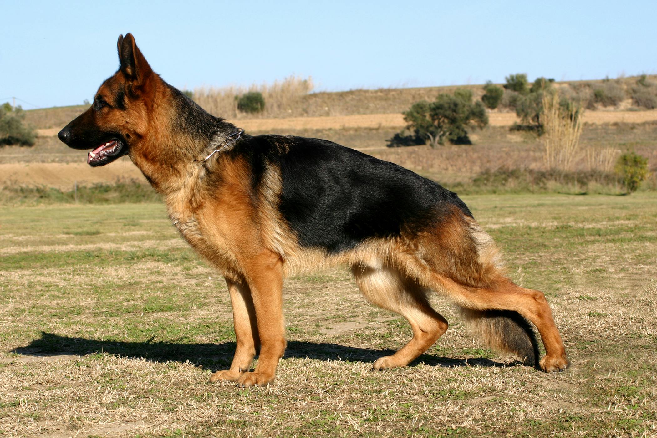 are german shepherds prone to hip dsyplasia