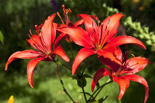 Kaffir Lily Poisoning in Dogs - Symptoms, Causes, Diagnosis, Treatment ...