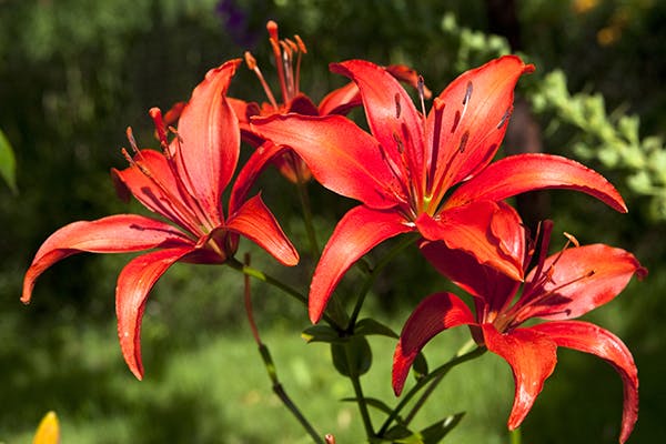 Kaffir Lily Poisoning in Dogs - Symptoms, Causes, Diagnosis, Treatment, Recovery, Management, Cost