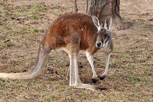 Kangaroo Meat Allergies in Dogs - Symptoms, Causes, Diagnosis, Treatment, Recovery, Management, Cost