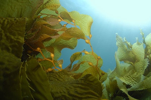 Kelp Allergies in Dogs - Symptoms, Causes, Diagnosis, Treatment, Recovery, Management, Cost