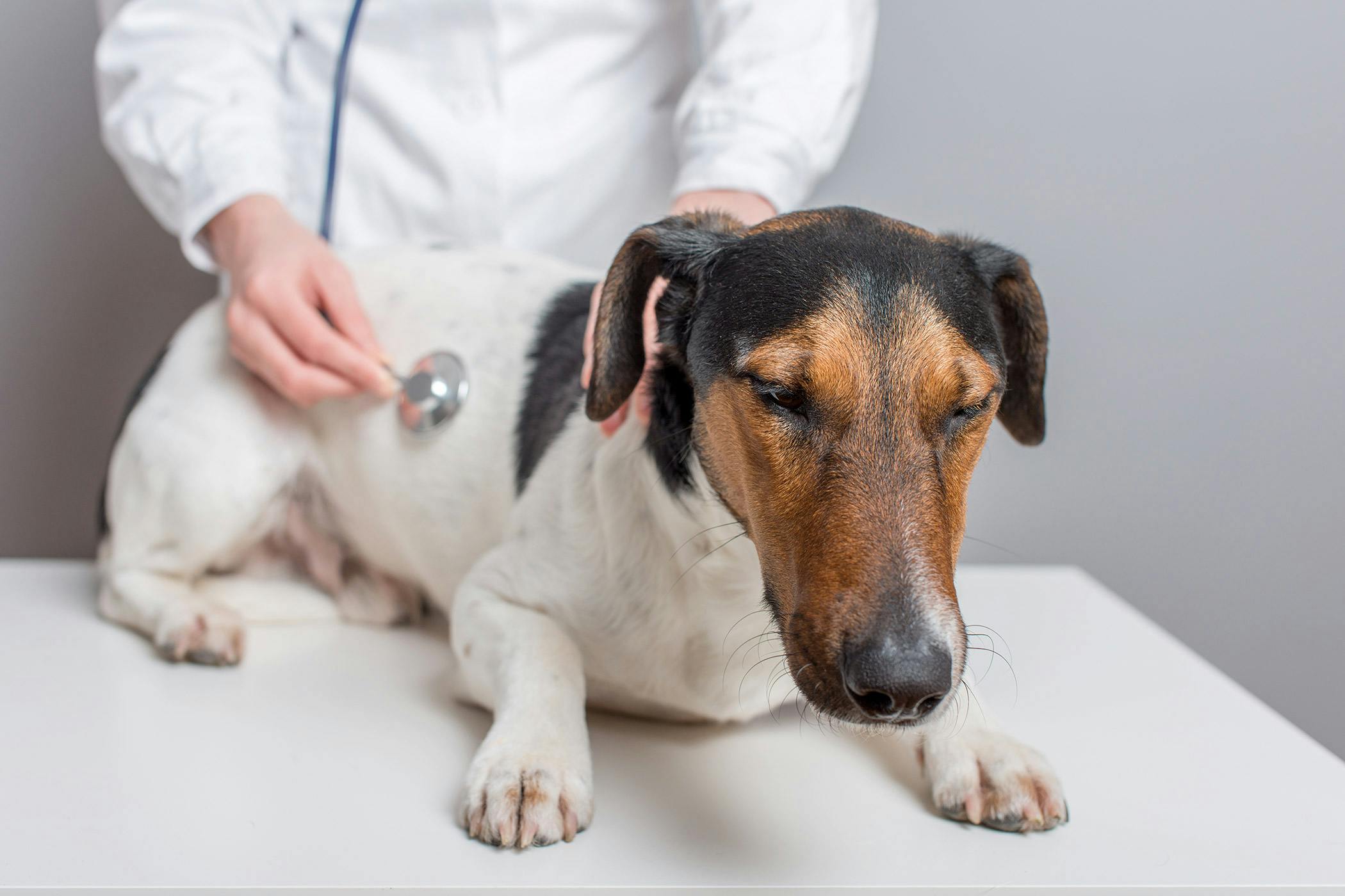cancer sarcoma en perros