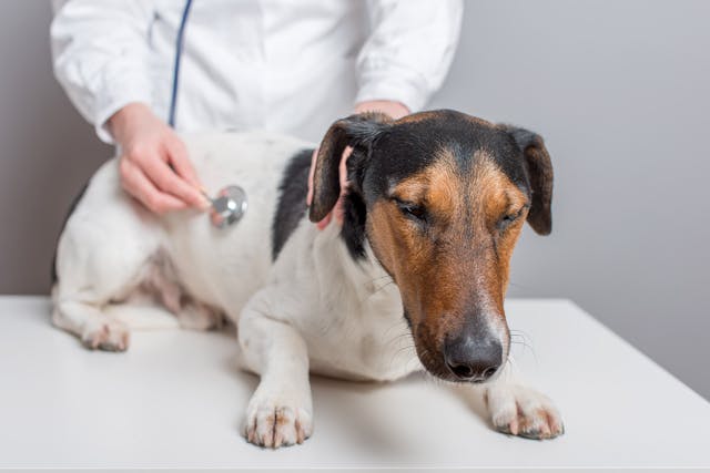 Kidney Cancer in Dogs - Symptoms, Causes, Diagnosis ...