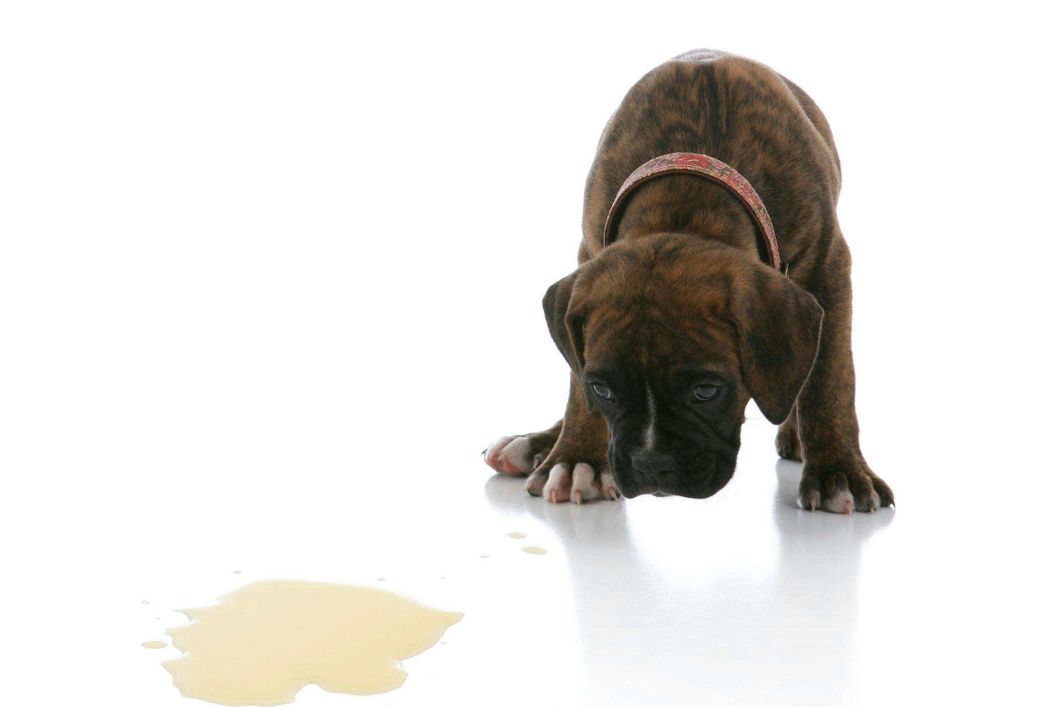 how to treat a kidney infection in dogs