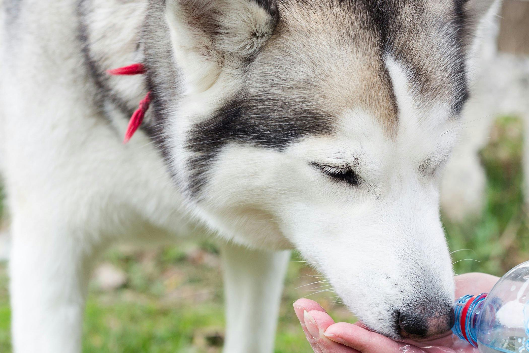 Kidneys for outlet dogs to eat