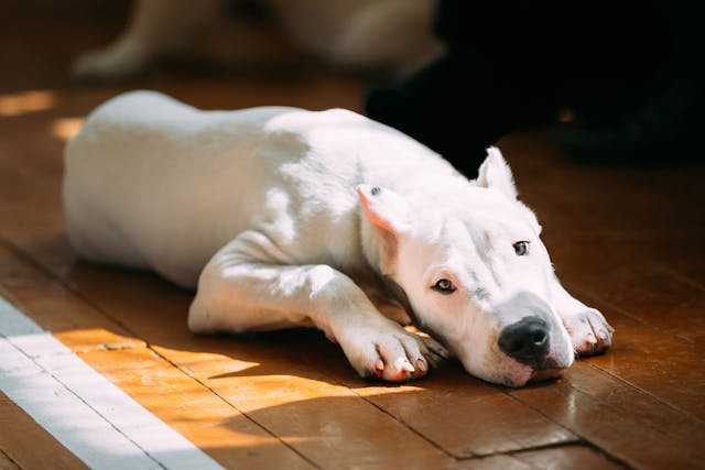 Kidney Filtration Problems in Dogs - Symptoms, Causes, Diagnosis, Treatment, Recovery, Management, Cost