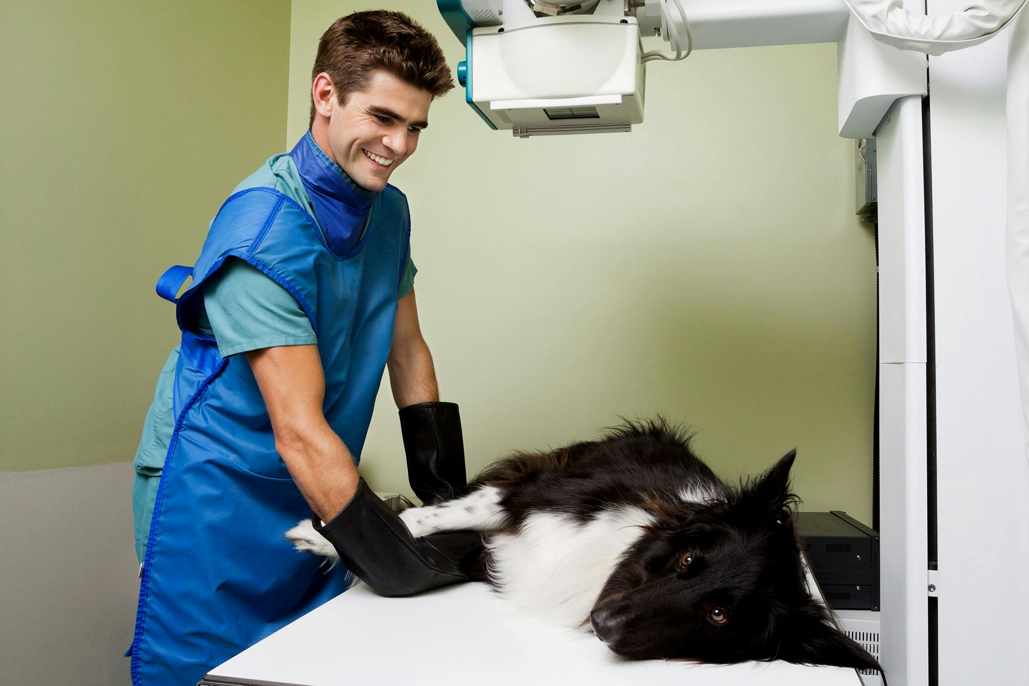 how much does kidney stone surgery cost for dogs