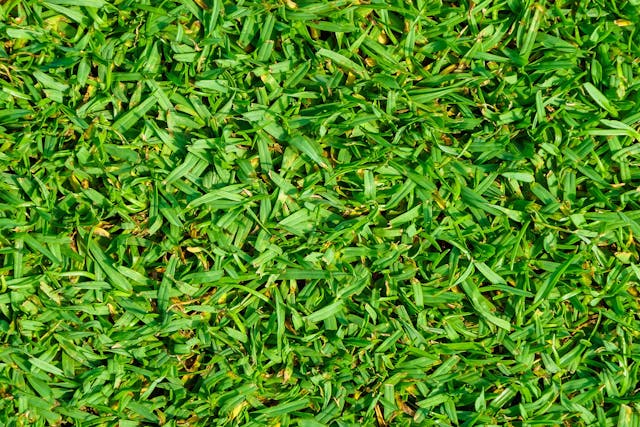Kikuyu Grass Allergies in Dogs - Symptoms, Causes, Diagnosis, Treatment, Recovery, Management, Cost