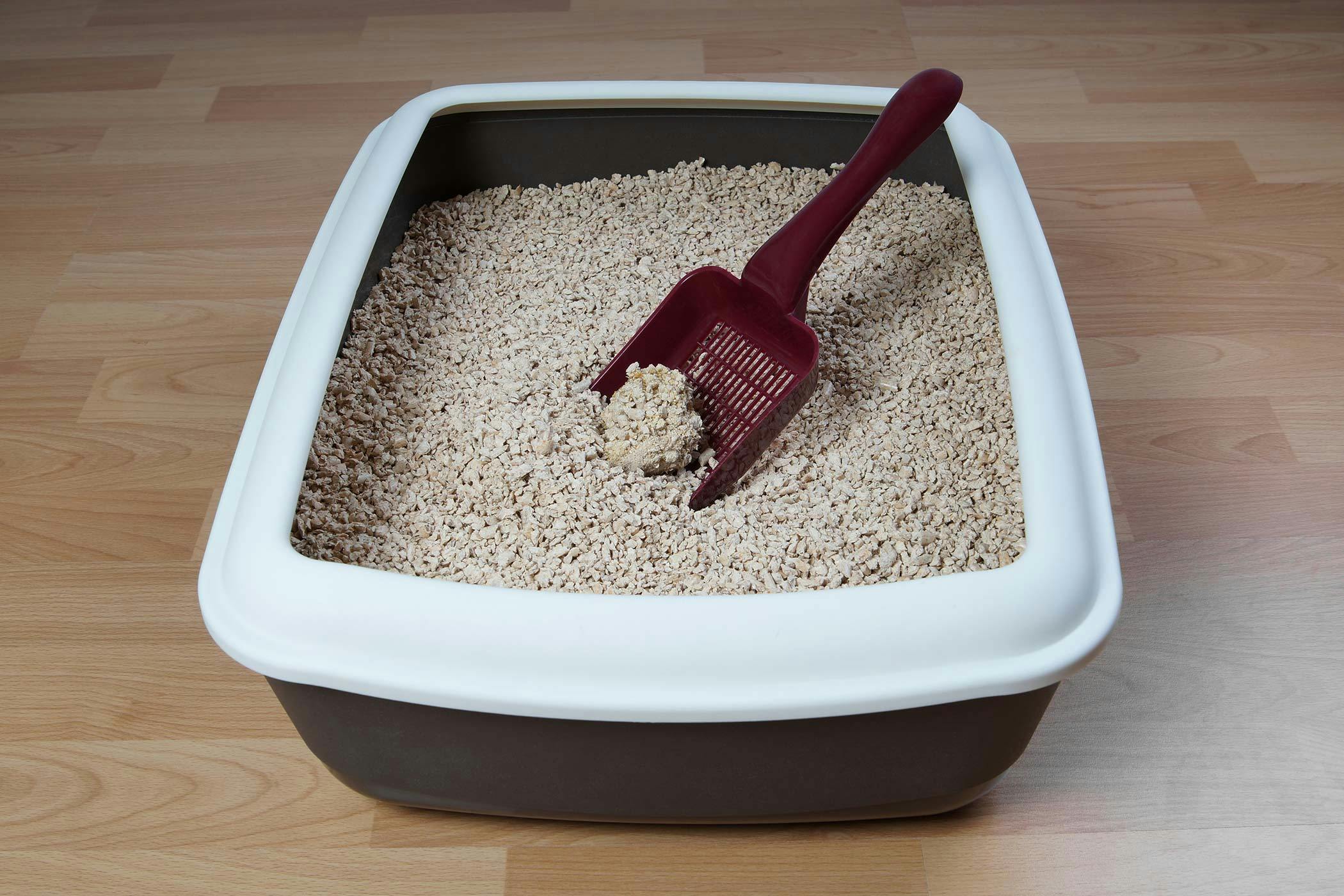 belittling-the-cat-litter-box-home-ec-101