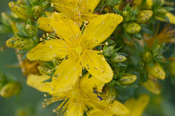 is st john's wort poisonous to dogs
