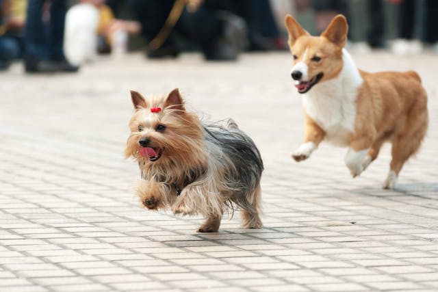 Canine Knee Injury? Brace Yourself - Whole Dog Journal