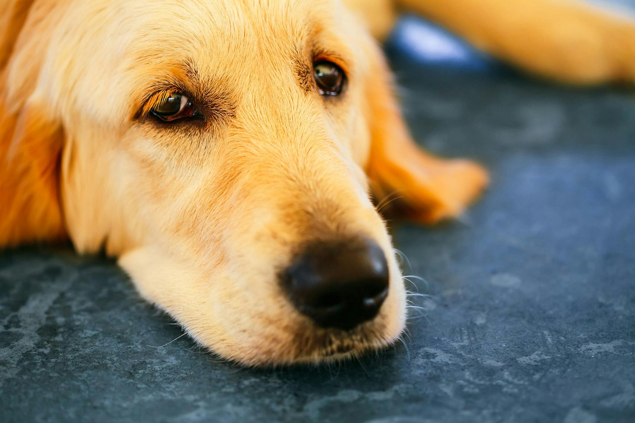 senior dog pooping in house