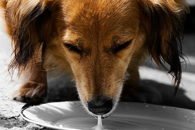 Lactose Intolerance in Dogs - Symptoms, Causes, Diagnosis, Treatment, Recovery, Management, Cost
