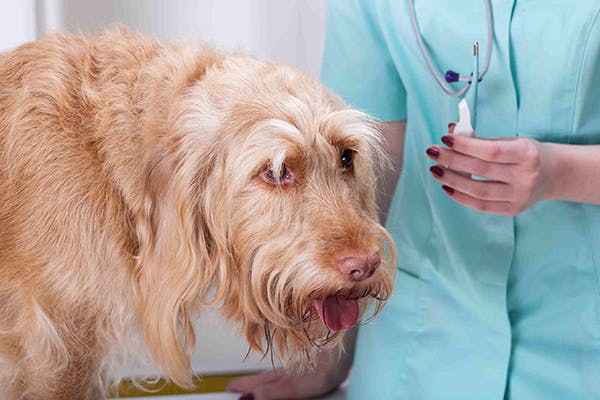 Lancet Fluke in Dogs - Symptoms, Causes, Diagnosis, Treatment, Recovery, Management, Cost