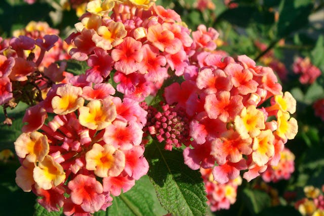 Lantana Poisoning in Dogs - Symptoms, Causes, Diagnosis, Treatment, Recovery, Management, Cost