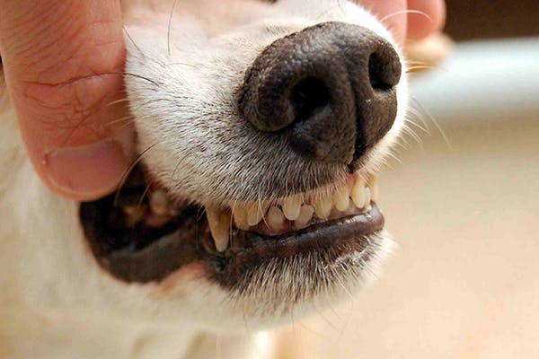 Laryngitis in Dogs - Symptoms, Causes 