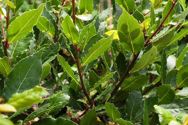 is bay leaf poisonous to dog