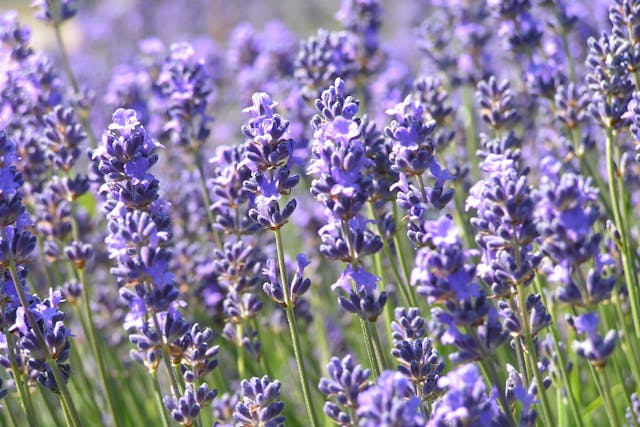 Lavender Allergies in Dogs - Symptoms, Causes, Diagnosis, Treatment, Recovery, Management, Cost