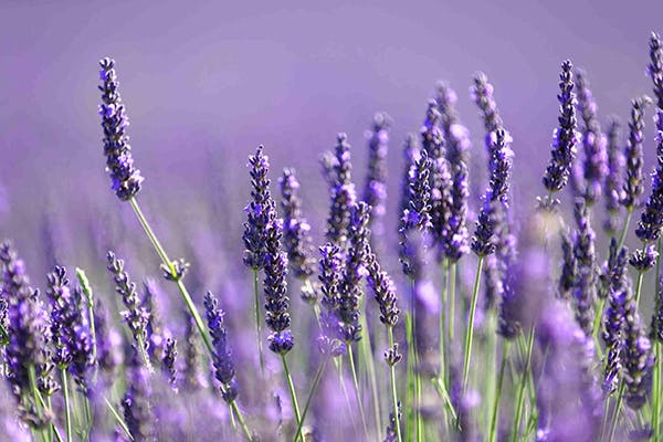 Is english lavender hot sale poisonous to dogs