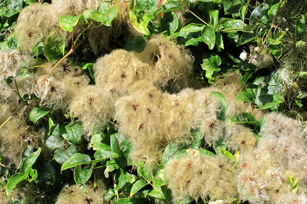 Leather Flower Poisoning in Dogs - Symptoms, Causes, Diagnosis, Treatment, Recovery, Management, Cost
