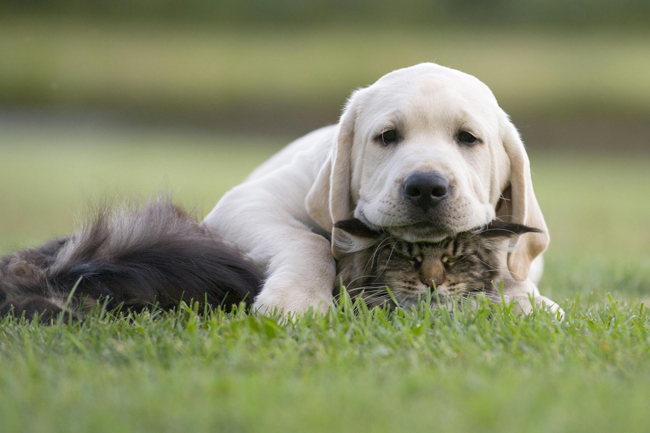 adorable-labrador-retriever-tail-injury-l2sanpiero